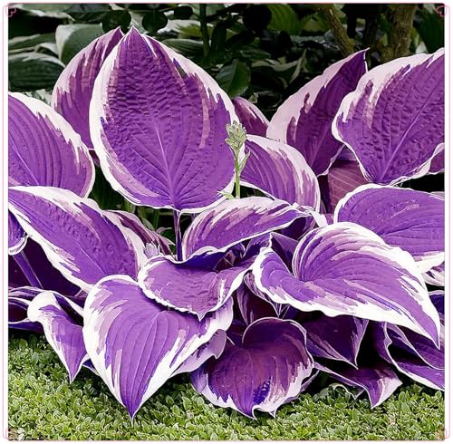 Winterhart zwiebeln, Winterharte pflanzen,Hosta Knollen, Pflanzen Funken Hosta Winterhartes MehrjäHrig-4 Rhizom-H Winterhart zwiebeln, Winterharte pflanzen,Hosta Knollen, Pflanzen Funken Hosta Winterhartes MehrjäHrig-4 Rhizom-H von wptung