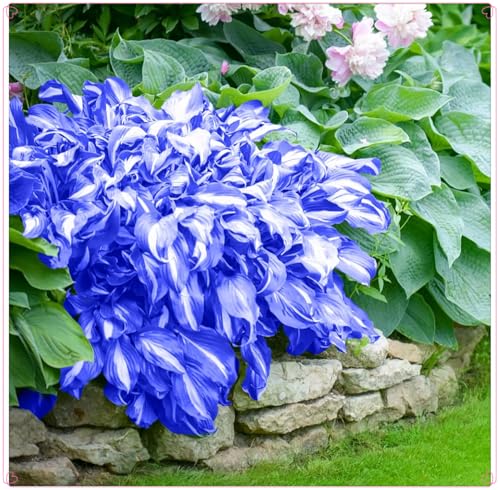 Winterhart zwiebeln, Winterharte pflanzen,Hosta Knollen, Pflanzen Funken Hosta Winterhartes MehrjäHrig-6 Rhizom-J Winterhart zwiebeln, Winterharte pflanzen,Hosta Knollen, Pflanzen Funken Hosta Winterhartes MehrjäHrig-6 Rhizom-J von wptung