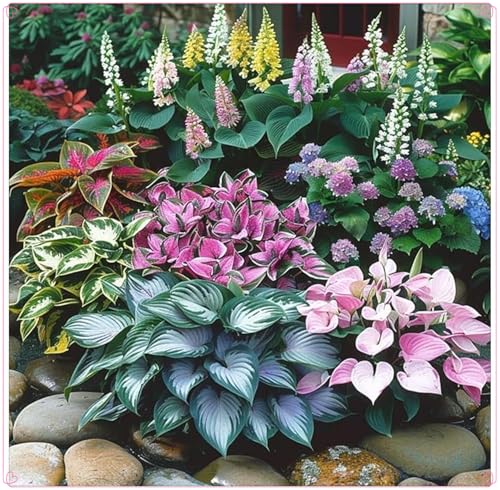 Winterhart zwiebeln,Winterharte pflanzen, Pflanzen Funken Hosta Winterhartes MehrjäHrig, Hosta Knollen-10 Rhizom-F Winterhart zwiebeln,Winterharte pflanzen, Pflanzen Funken Hosta Winterhartes MehrjäHrig, Hosta Knollen-10 Rhizom-F von wptung