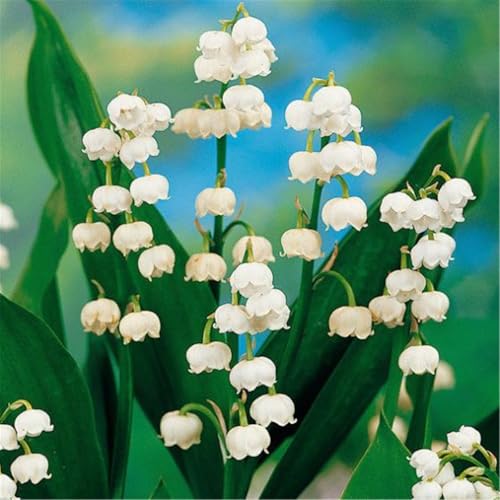 Winterhartes pflanzen, Winterhart zwiebeln, MaiglöCkchen Pflanzen, Maiglöckchen blumenzwiebeln, Maiglöckchen Zwiebeln-6 Zwiebeln-D Winterhartes pflanzen, Winterhart zwiebeln, MaiglöCkchen Pflanzen, Maiglöckchen blumenzwiebeln, Maiglöckchen Zwiebeln-6 Zwiebeln-D von wptung