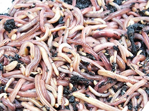 KOMPOSTWÜRMER kaufen - 1500 Stück/Eimer - Kompoststarter Regenwurm Set - Gartenwürmer/Regenwürmer Eisenia-Mix lebend - aktive Würmer für Kompost, Komposter, Wurmkomposter, Wurmkiste und Wurmfarm von Natursache