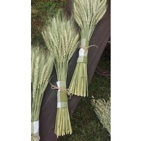 Getrocknete Bärtige Weizen Gras Bouquet Bund Blumenstrauß Triticum Trockenweizen Gerste Bundle Natürliches Dekor Roggen Getreidestrauß Rustikale Getrocknete Bärtige Weizen Gras Bouquet Bund Blumenstrauß Triticum Trockenweizen Gerste Bundle Natürliches Dekor Roggen Getreidestrauß Rustikale von wuudfairy