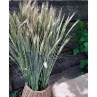 Natürliche Weizen Roggen Stiele Getrocknete Blumenstrauß Hochzeitsstrauß Rustikale Wohnkultur Hohe Vase Füller Landhausstil Hochzeit Herzstück von wuudfairy