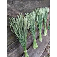 Natürlicher Getrockneter Weizen Echter Strauß Rustikaler Hochzeitsstrauß Wildes Gras Brautjungfern Blumenhochzeit Strandhochzeit Hippie Boho Hochzeit Natürlicher Getrockneter Weizen Echter Strauß Rustikaler Hochzeitsstrauß Wildes Gras Brautjungfern Blumenhochzeit Strandhochzeit Hippie Boho Hochzeit von wuudfairy