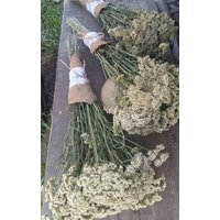 Schafgarbe Getrocknete Blumen Strauß Weiße Wildblumen Getrocknete Kräuter Kräutertee Alternativmedizin Natürliche Vasenfüller Schafgarbe Getrocknete Blumen Strauß Weiße Wildblumen Getrocknete Kräuter Kräutertee Alternativmedizin Natürliche Vasenfüller von wuudfairy