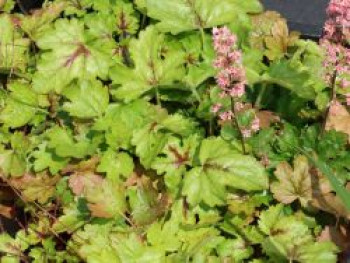 Schaumblüte 'Pink Revolution', x Heucherella tiarelloides 'Pink Revolution', Topfware von x Heucherella tiarelloides 'Pink Revolution'