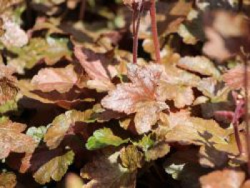 Bastardschaumblüte 'Quicksilver', x Heucherella tiarelloides 'Quicksilver', Topfware von x Heucherella tiarelloides 'Quicksilver'