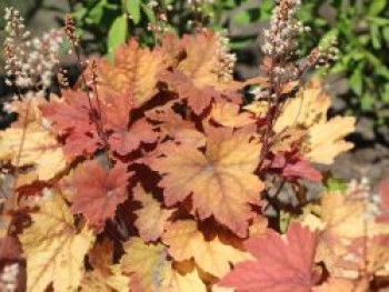 Bastardschaumblüte 'Sweet Tea', x Heucherella tiarelloides 'Sweet Tea', Topfware von x Heucherella tiarelloides 'Sweet Tea'