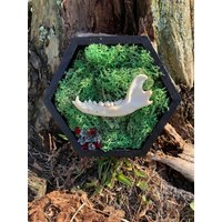 Waschbärenkiefer Wanddekoration | Schattenbox Moos Terrarium Wandhänger Memento Mori Präpariert Waschbärenkiefer Wanddekoration | Schattenbox Moos Terrarium Wandhänger Memento Mori Präpariert von xLunarAshesx