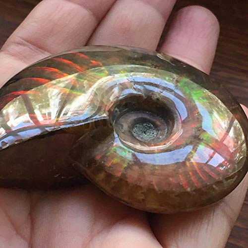 xiaghua369 Madagaskar Natural Schillern Ammonit Ammolit Facetten Probe Mineralsteinkegel paläontologische Schnecke Fossilien Sammlerstücke (Größe : 30-40mm) von xiaghua369