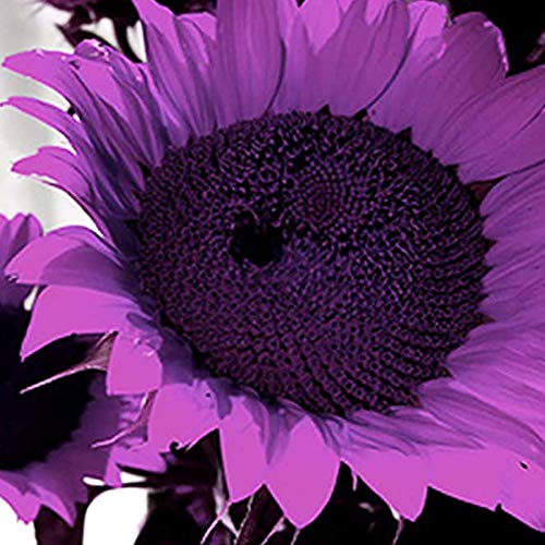 Blumen Samen für Garten und Balkon-1 Beutel Sonnenblumenkern Aesthetic Vivifying Mix Farbe Auffälliger Gartensamen für Balkon - Lila Sonnenblumenkerne von yanbirdfx