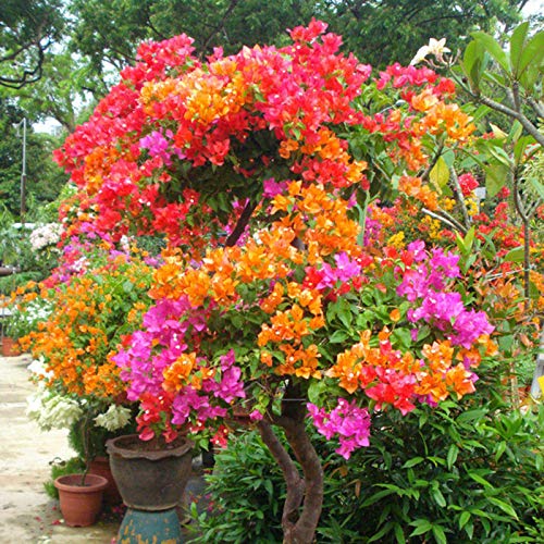 yanbirdfx Blumen Samen für Garten und Balkon-100 Stück Multicolor Bougainvillea Speetabilis Seeds DIY Hausgarten Blumenpflanze von yanbirdfx