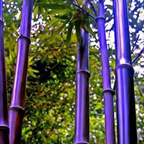 yanbirdfx Blumen Samen für Garten und Balkon-100 Stück Schwarz Lila Grün Phyllostachys Pubescens Moso-Bambus-Samen Gartenpflanzen - 100 Stück Lila Bambus-Samen von yanbirdfx
