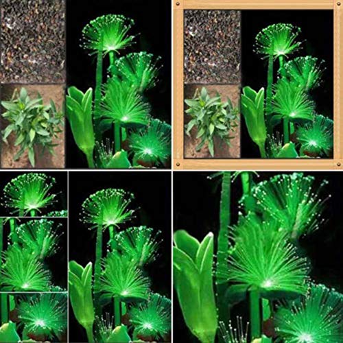 yanbirdfx Blumen Samen für Garten und Balkon-100 Stück Seltene smaragdgrüne fluoreszierende Blumensamen Nachtlicht emittierende Pflanzen Garten von yanbirdfx