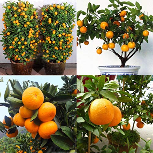 yanbirdfx Blumen Samen für Garten und Balkon-30 Stück essbare Früchte Mandarine Zitrus Orange Bonsai Baum Samen Pflanzen Hausgarten von yanbirdfx