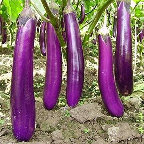 yanbirdfx Gartengemüse Pflanzen Samen-50Pcs Long Purple Eggplant Seeds Melongena Aubergine Healthy Vegetables von yanbirdfx