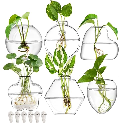 yarlung 6er Set Wandbehang Pflanzgefäß Terrarium Klarglas Pflanzen Vase Wandhalterung für Vermehrung Hydrokulturpflanzen Zimmerluftpflanzen Stilvolle 6 Formen (Pflanzen Nicht enthalten) von yarlung