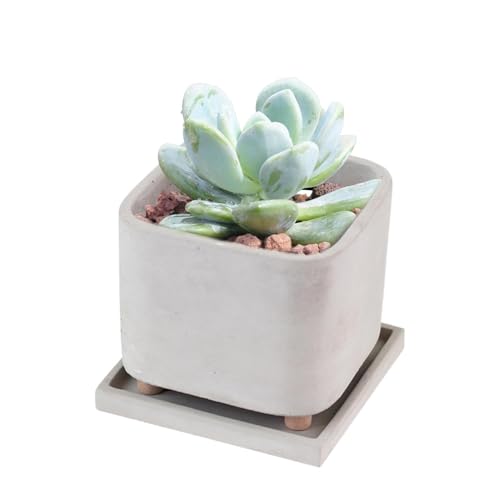 ycezw Footed Blumentopf, Fußpflanzen-Topf,Moderner Blumentopf mit Tablett | Sukkulenten Behälter, kreativer Pflanzentopf für Zuhause, Garten, Balkon, Wohnzimmer von ycezw