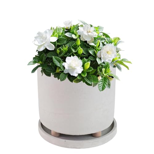 ycezw Topftöpfe für Pflanzen,Sukkulentopf mit Fuß,Moderner Blumentopf mit Tablett - Sukkulenten Behälter, kreativer Pflanzentopf für Zuhause, Garten, Balkon, Wohnzimmer von ycezw
