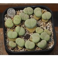 Blumentopf - Dinteranthus Vanzylii "Emerald' von yongquanLITHOPS