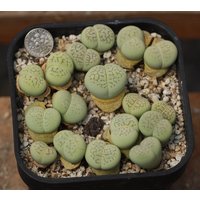 Pflanzentopf - Dinteranthus Vanzylii "Emerald' von yongquanLITHOPS