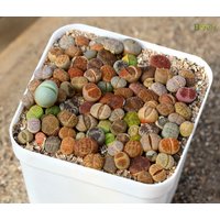 Lithops-Keimung Aussaat Kit -Soil-Mix Seeds von yongquanLITHOPS