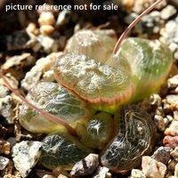 Pflanze -1 - Bulbine Mesembryanthemoides | Schlafend Ohne Blätter von yongquanLITHOPS