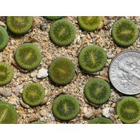 Pflanze-1 - Lithops Aucampiae „Bellaketty" C48A von yongquanLITHOPS