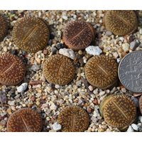 Pflanze-1 - Lithops Aucampiae C48 von yongquanLITHOPS