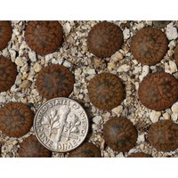 Pflanze -1 - Lithops Aucampiae von yongquanLITHOPS