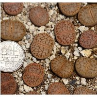 Pflanze-1 - Lithops Gesinae C78 von yongquanLITHOPS
