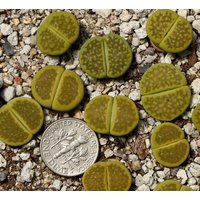 Pflanze -1 - Lithops Hallii "Grüner Speckstein' C111A von yongquanLITHOPS