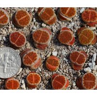 Pflanze -1 - Lithops Karasmontana "Lateritia" von yongquanLITHOPS