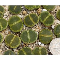 Pflanze-1 - Lithops Lesliei "Green Top' von yongquanLITHOPS