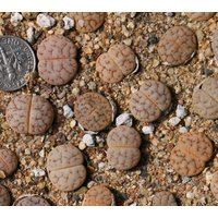 Pflanze -1-Lithops Pseudotruncatella × L.gracilidelineata von yongquanLITHOPS