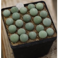Pflanze -22 - Conophytum Calculus Voller Topf von yongquanLITHOPS