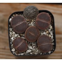 Pflanze-5 - Lithops Aucampiae Kokerboom "Ko' von yongquanLITHOPS