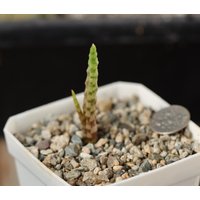 Pflanze - Bulbine Byzantinisch von yongquanLITHOPS