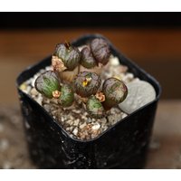 Pflanze - C. Ectypum × Marnierianum von yongquanLITHOPS