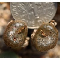 Pflanze - Conophytum Arthurolfago Brakfontein von yongquanLITHOPS