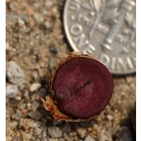 Pflanze - Conophytum Bachelorum von yongquanLITHOPS