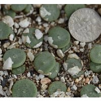 Pflanze -Conophytum Bolusiae Augrabies von yongquanLITHOPS