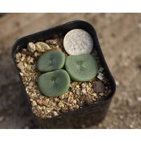 Pflanze - Conophytum Crateriforme von yongquanLITHOPS