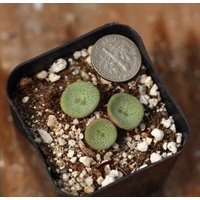 Pflanze - Conophytum Crateriforme von yongquanLITHOPS