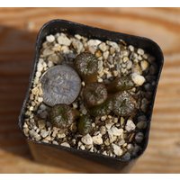 Pflanze - Conophytum Ectypum von yongquanLITHOPS