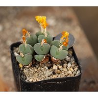 Pflanze - Conophytum Luiseae von yongquanLITHOPS