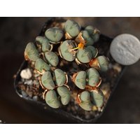 Pflanze - Conophytum Luiseae von yongquanLITHOPS