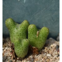 Pflanze - Conophytum Marginalatum Karamoepense Arm955D von yongquanLITHOPS