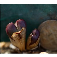 Pflanze - Conophytum Marnierianum von yongquanLITHOPS