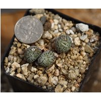 Pflanze - Conophytum Minimum von yongquanLITHOPS